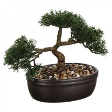 Bonsai h23