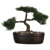 Bonsai h23